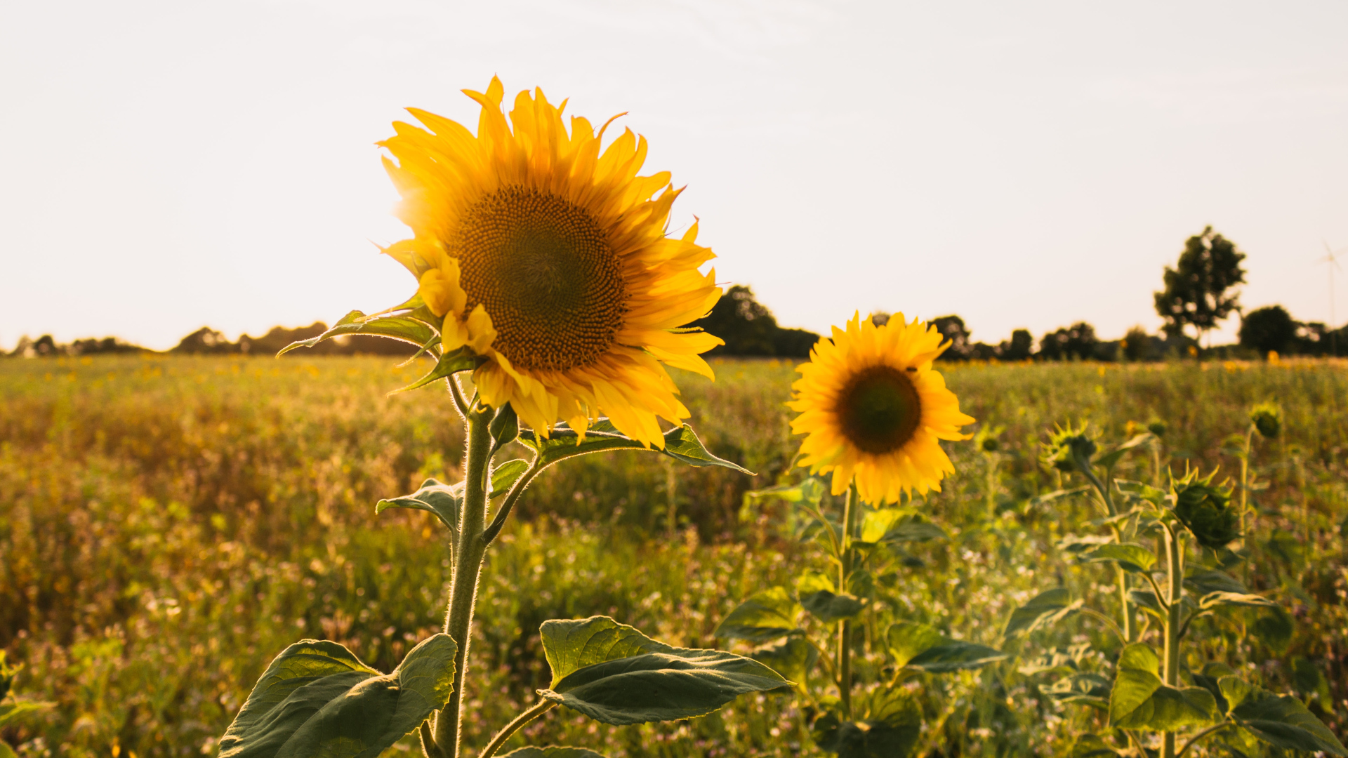 Päevalilled Foto: Ibrahim Rifath, Unsplash